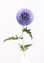 Globe thistle Echinops ritro