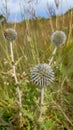 Globe thistle Echinops ritro member of the Aster family Royalty Free Stock Photo