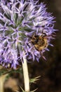 Globe Thistle Flower and Fly Royalty Free Stock Photo