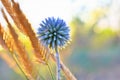 Globe Thistle Echinops sphaerocephalus blue pointed head of a blue flower in the field at sunset in the sun