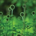 Globe Thistle Echinops Sphaerocephalus, fresh green thorny thistle