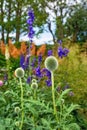 Globe Thistle flowers. Blue Globe Thistle Flowers, known as Echinops and stalwart perennial. Latin Echinops exaltatus.