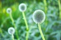 Globe Thistle flowers. Blue Globe Thistle Flowers, known as Echinops and stalwart perennial. Latin Echinops exaltatus.