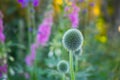 Globe Thistle flowers. Blue Globe Thistle Flowers, known as Echinops and stalwart perennial. Latin Echinops exaltatus.