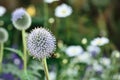 Globe Thistle flowers. Blue Globe Thistle Flowers, known as Echinops and stalwart perennial. Latin Echinops exaltatus.