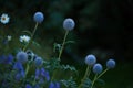 Globe Thistle flowers. Blue Globe Thistle Flowers, known as Echinops and stalwart perennial. Latin Echinops exaltatus.