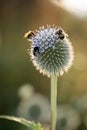 Globe Thistle flowers. Blue Globe Thistle Flowers, known as Echinops and stalwart perennial. Latin Echinops exaltatus.