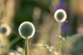 Globe Thistle flowers. Blue Globe Thistle Flowers, known as Echinops and stalwart perennial. Latin Echinops exaltatus.