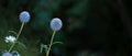 Globe Thistle flowers. Blue Globe Thistle Flowers, known as Echinops and stalwart perennial. Latin Echinops exaltatus.