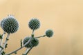 Globe Thistle flowers grass wild on beige yellow Royalty Free Stock Photo