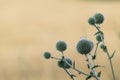 Globe Thistle flowers stem, wild on beige yellow Royalty Free Stock Photo