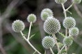 Globe Thistle flowers wild plant on green blur Royalty Free Stock Photo