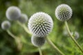 Globe Thistle Royalty Free Stock Photo