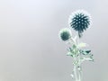 Globe Thistle `Star Frost` Echinops bannaticus. Royalty Free Stock Photo