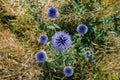 The Globe thistles Echinops