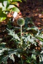 The Globe thistles (Echinops