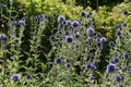 Globe thistles, Echinops ritro