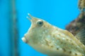 Globefish Royalty Free Stock Photo