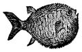 Globefish, vintage illustration