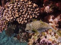 A globefish hiding in the coral Royalty Free Stock Photo