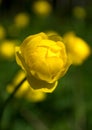 Globeflower Royalty Free Stock Photo