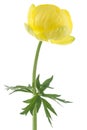 Globeflower Royalty Free Stock Photo