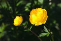 Yellow globeflowers, Trollius europaeus