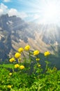 Globeflower blooms on meadow