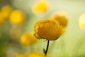 Globeflower Royalty Free Stock Photo