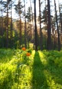 Globeflower in siberia forest