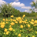 Globeflower Royalty Free Stock Photo