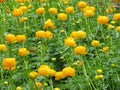 Globeflower -Trollius chinensis Royalty Free Stock Photo