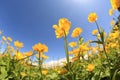 Globeflowers and green grass under blue sky Royalty Free Stock Photo