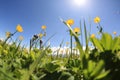 Globeflowers and green grass under blue sky Royalty Free Stock Photo