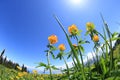 globeflowers and green grass under blue sky Royalty Free Stock Photo