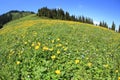 Globeflowers and green grass under blue sky Royalty Free Stock Photo