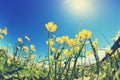 globeflowers and green grass under blue sky Royalty Free Stock Photo