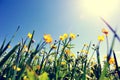 Globeflowers and green grass under blue sky Royalty Free Stock Photo