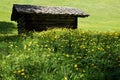 Globeflower meadow on a pasture with a little mountain hut in the background Royalty Free Stock Photo