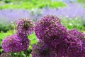 Ornamental Onion. Allium Globemaster.