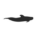 Globicephala macrorhynchus - Short-finned pilot whale - Lateral view
