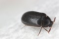 Globicornis emarginata. Rarely observed beetle of the skin beetles family Dermestidae. Royalty Free Stock Photo