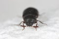 Globicornis emarginata. Rarely observed beetle of the skin beetles family Dermestidae. Royalty Free Stock Photo