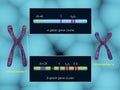 Globin gene clusters