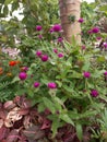 Globose amaranth belongs to the family amaranthaceae. Royalty Free Stock Photo