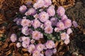 Globose bush of Chrysanthemum with pink flowers