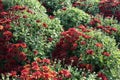 Globose bushes of Chrysanthemums with red flowers and buds