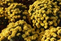 Globose bushes of yellow Chrysanthemum in November