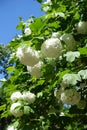 Globose corymbs of flowers of Viburnum opulus