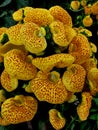 Globose flowers of lady`s purse, carceolaria, close up